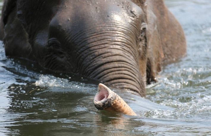 Elephant Sanctuary